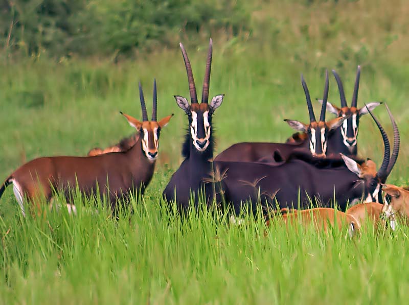 Sable Antelope