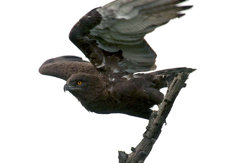 Brown Snake Eagle