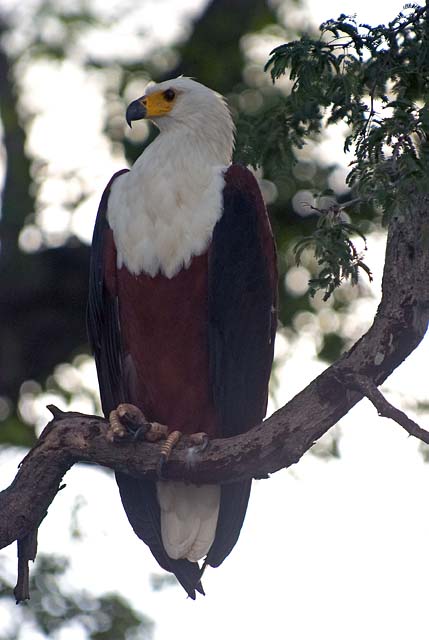 Fish Eagle