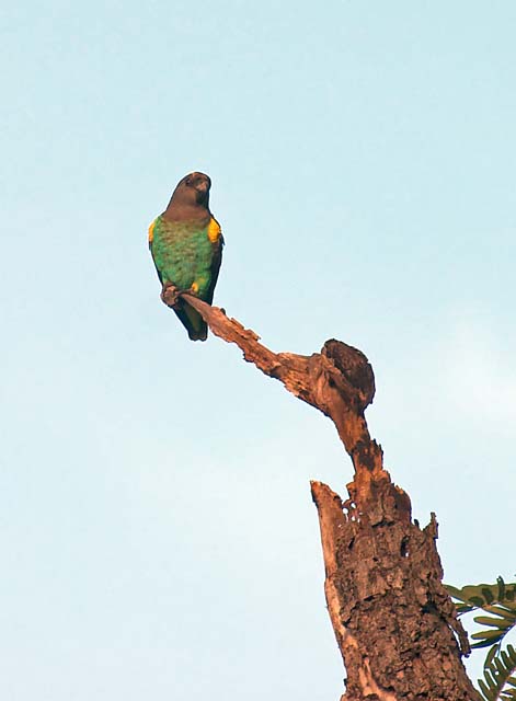 Meyers Parrot