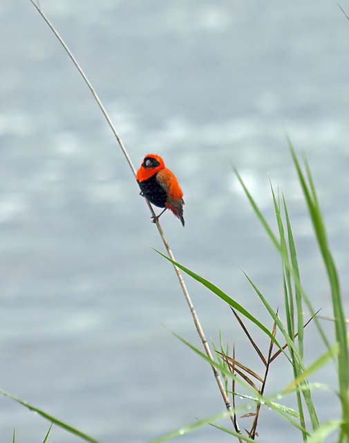 Red Bishop