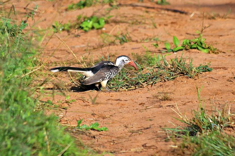 Red-billed Hornbill