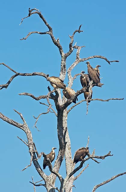 White-backed Vultures