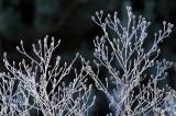 Frost_5115eWeb.jpg