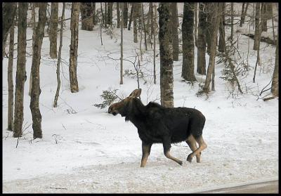 Amoose