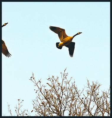 Birds