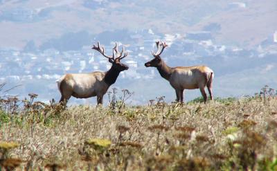 sd2bucks12.JPG