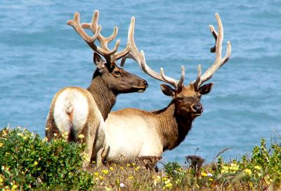 sd2bucks.JPG