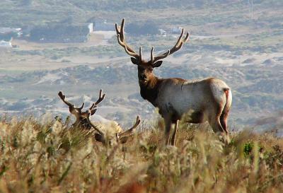 sdbuck1.JPG