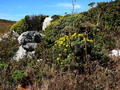 sdgarden4.JPG