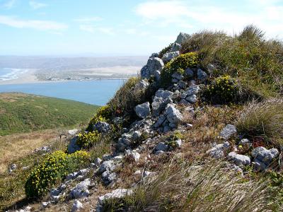 sdgardenP1070121.JPG
