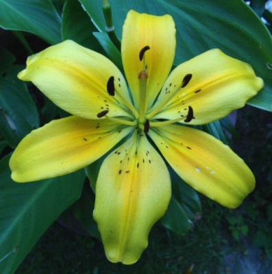 u47/harlene/medium/30199063.lilyasiatic.jpg