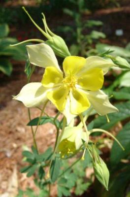 Columbine