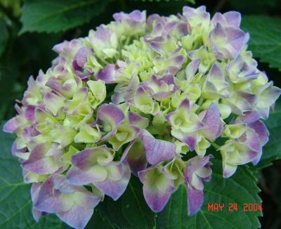 Hydrangea