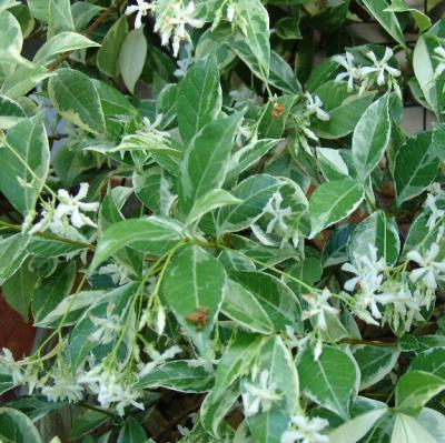 Carolina Jasmine