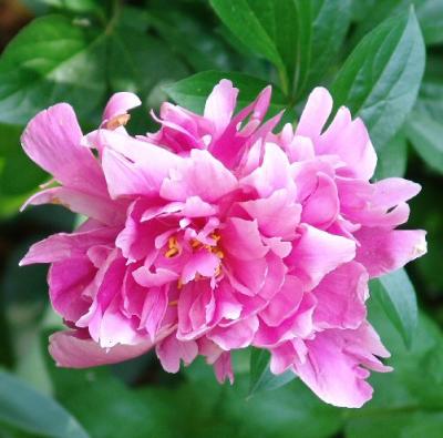 Peony