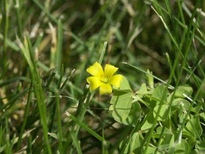 Small Flower