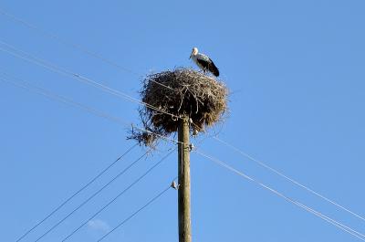 Storks eye view