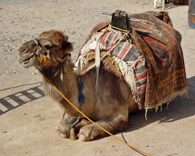Camel in Cappadocia