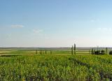 Sunflower field