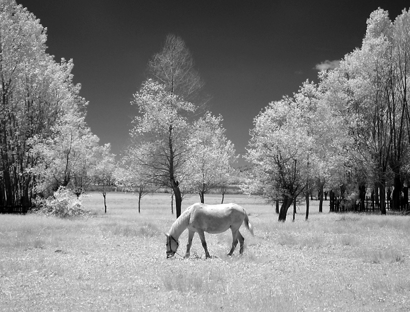 Pastorale (Gerede)