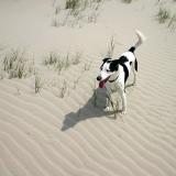 Joop's Dog Log - Friday June 11
