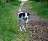 Joop's Dog Log - Wednesday June 16