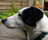 Joop's Dog Log - Saturday September 18