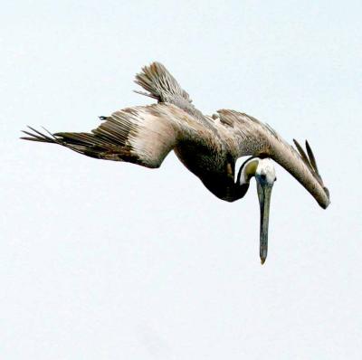 u47/herb1rm/medium/30383656.IMG_9242pelican.jpg