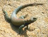 IMG_9494 animals.jpg
