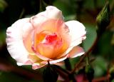 IMG_0634 roses.jpg