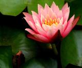 IMG_0858qg.jpg