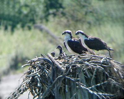  Osprey and chicks