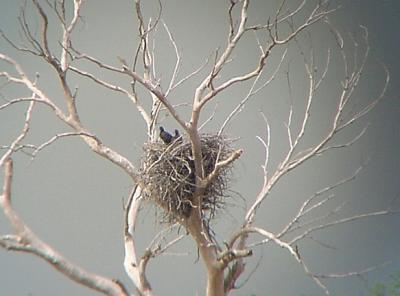 eagle babies 2 on nest