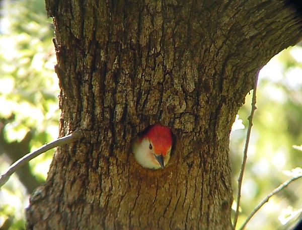 Nesting red-belly Male