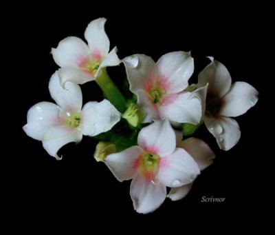 Kalanchoe buds.jpg