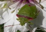 Green Shield Bug1.jpg