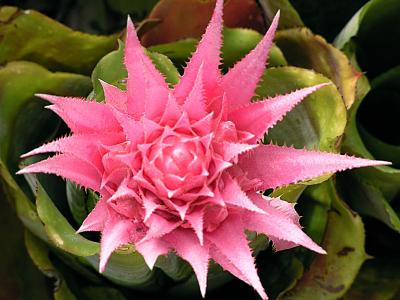 Bromelia 4.jpg