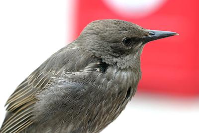 Sturnus Vulgaris Starling Spreeuw