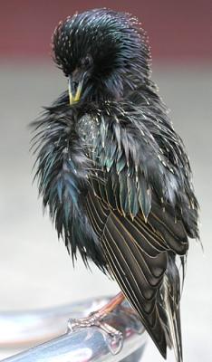 Sturnus Vulgaris Starling Spreeuw