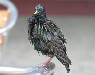 Sturnus Vulgaris Starling Spreeuw