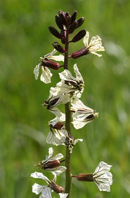 Eruca sativa Garden Rocket Zwaardherik