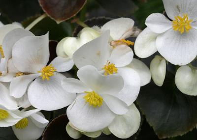 Begonia cucullata <br>Prelude white begonia