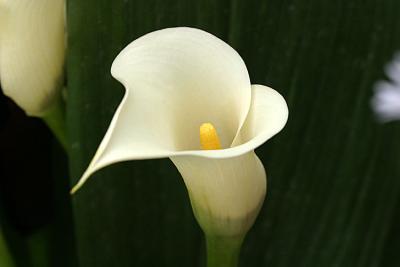 Zantedeschia aethiopica Calla lily Aronskelk