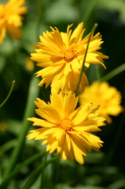 Coreopsis Asters
