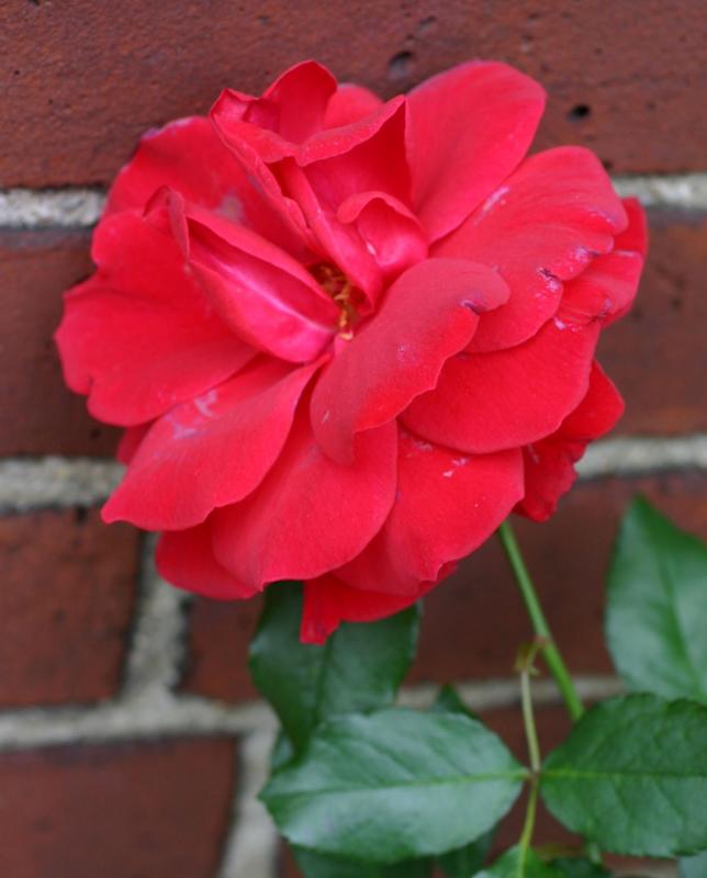 Red Rose