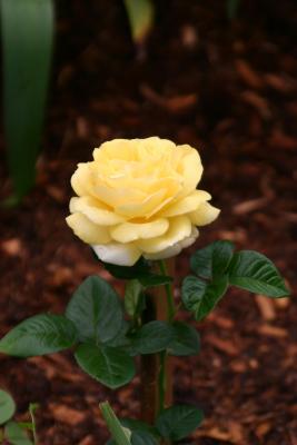 Yellow Rose 505