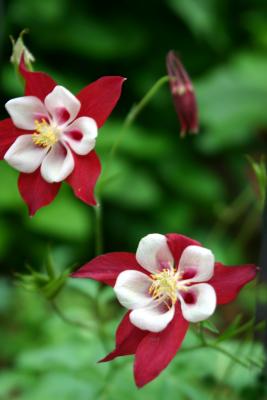 Red & White Columbine 505