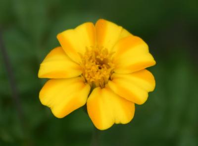 Soft Yellow Coreopsis Aster WSP