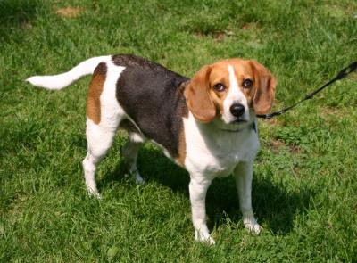 Beagle Beauty